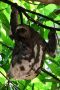 Amazonas06 - 392 * Three-toed Sloth.